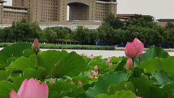 蓮花池公園景觀設(shè)計（蓮花池公園景觀設(shè)計理念）