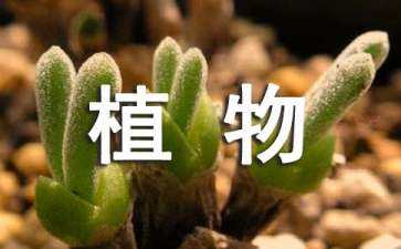 植物景觀規(guī)劃設(shè)計(jì)