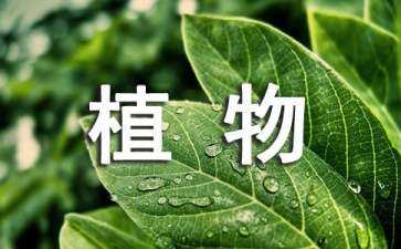 植物花壇景觀設(shè)計(jì)